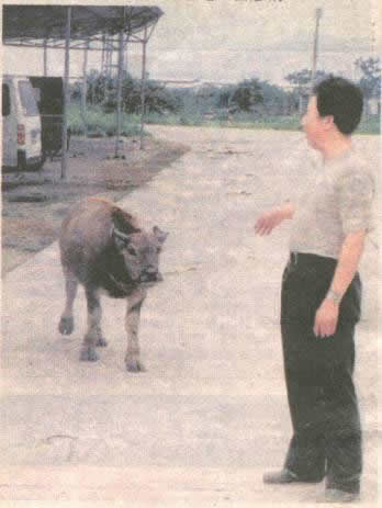 ����ţ������