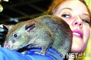 �����������ӱ����